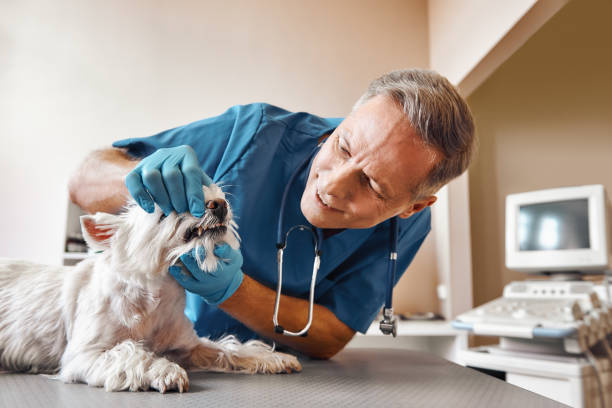 Best Mobile Emergency Dentist in Liberty City, TX